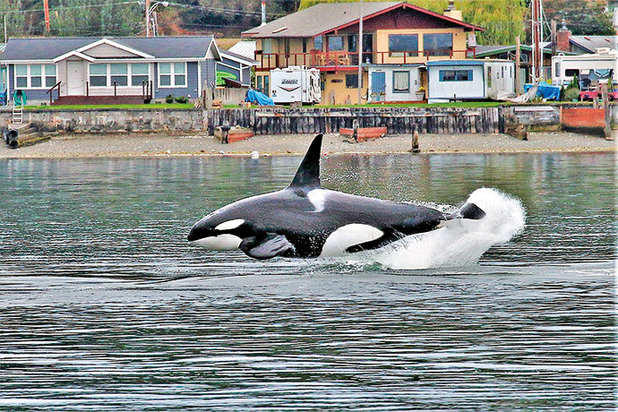 Bigg's orcas. Photo by Bonnie Gretz.